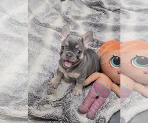 French Bulldog Puppy for sale in NORTH PORT, FL, USA