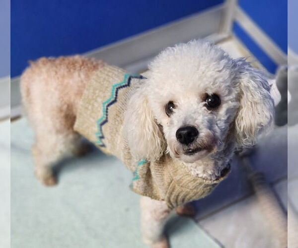 Medium Photo #4 Mutt Puppy For Sale in Walnutport, PA, USA