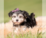 Small #3 Morkie