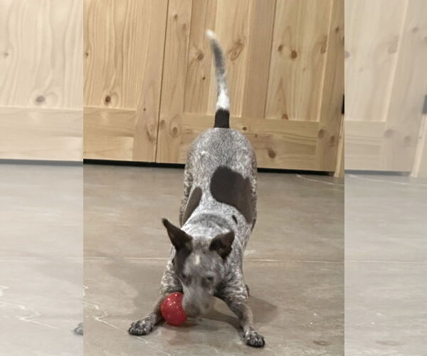 Medium Photo #5 Mutt Puppy For Sale in Harrisburg, PA, USA