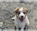 Small Photo #9 Border Collie Puppy For Sale in EVERETT, WA, USA