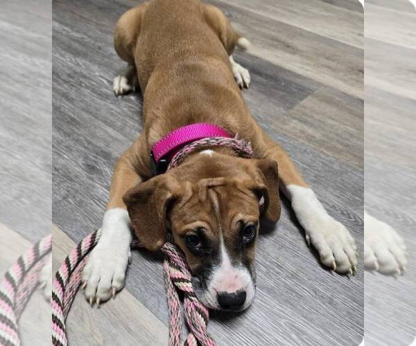 Medium Photo #2 Boxer-Unknown Mix Puppy For Sale in Burnsville, MN, USA