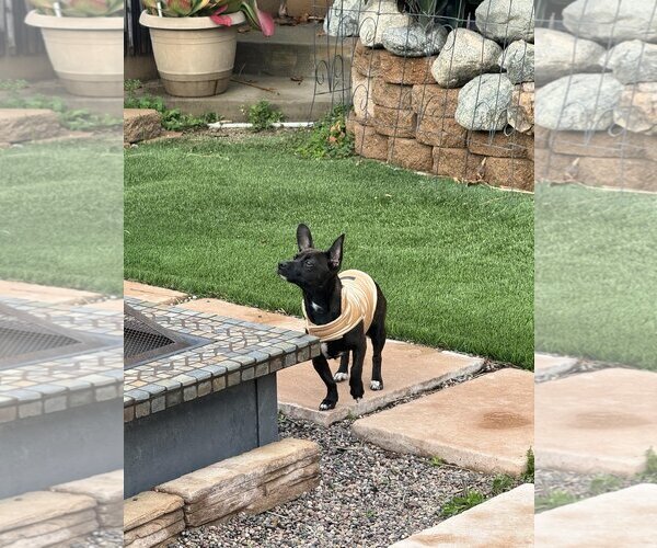 Medium Photo #5 Chiweenie Puppy For Sale in La Verne, CA, USA