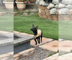 Small #4 Chiweenie
