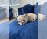 Small Photo #28 French Bulldog Puppy For Sale in CHARLOTTE, NC, USA