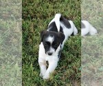 Small Photo #9 Jack Russell Terrier Puppy For Sale in APPLE GROVE, WV, USA