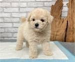 Small Photo #7 Poodle (Toy) Puppy For Sale in LOS ANGELES, CA, USA