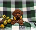 Small Photo #7 Poodle (Toy) Puppy For Sale in GLEN ROCK, PA, USA