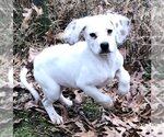Small Photo #4 Beagle-Pointer Mix Puppy For Sale in Yardley, PA, USA