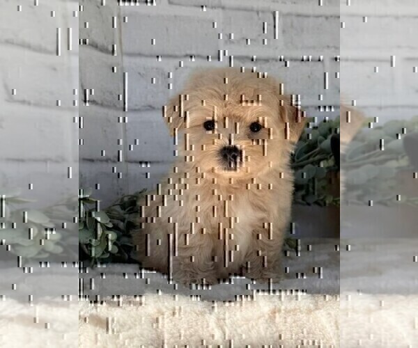 Medium Photo #8 Maltipoo Puppy For Sale in FORT LAUDERDALE, FL, USA