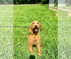 Goldendoodle Dogs for adoption in Pacolet, SC, USA