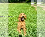 Small Goldendoodle