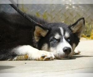 Siberian Husky Dogs for adoption in Tallahassee, FL, USA