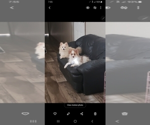 Pomsky-Unknown Mix Puppy for sale in APOPKA, FL, USA