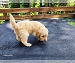 Small #1 Goldendoodle