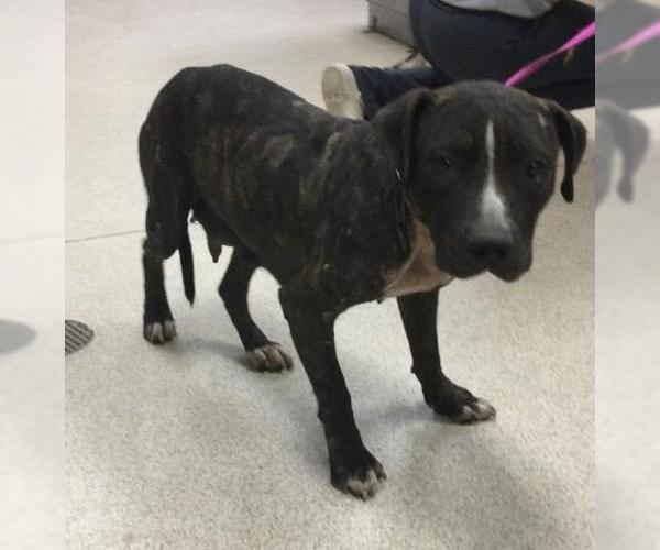 Medium Photo #1 American Pit Bull Terrier Puppy For Sale in Riverside, CA, USA