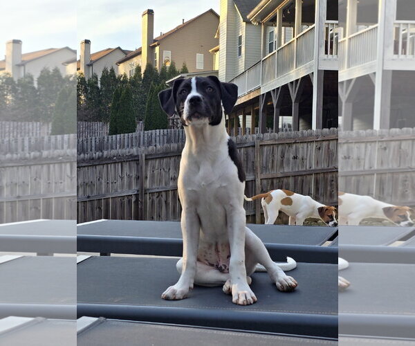 Medium Photo #1 Labrador Retriever-Unknown Mix Puppy For Sale in Ball Ground, GA, USA