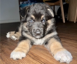 Australian Shepherd-German Shepherd Dog Mix Puppy for sale in STATESBORO, GA, USA