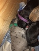 Small Photo #22 Great Dane Puppy For Sale in WARRENSBURG, MO, USA