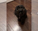 Small #1 Poodle (Miniature)