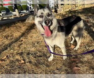German Shepherd Dog-Siberian Husky Mix Dogs for adoption in Berkeley , CA, USA