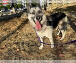 Small German Shepherd Dog-Siberian Husky Mix
