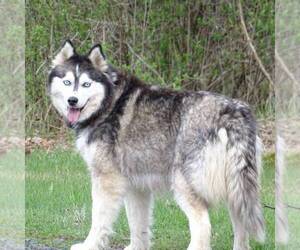 Mother of the Siberian Husky puppies born on 12/08/2021
