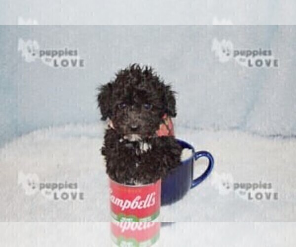 Medium Photo #2 Poodle (Toy) Puppy For Sale in SANGER, TX, USA