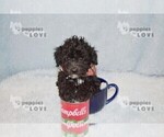 Small #1 Poodle (Toy)