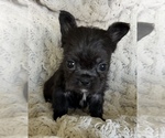 Small #1 French Bulldog