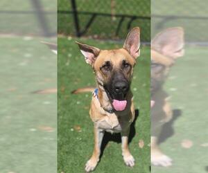 German Shepherd Dog Dogs for adoption in Palmetto, FL, USA