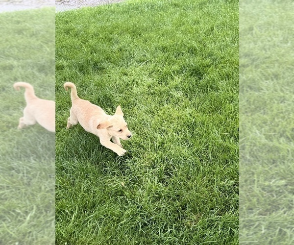 Medium Photo #1 Labrador Retriever Puppy For Sale in MONTE VISTA, CO, USA
