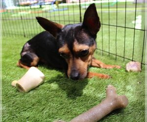 Chiweenie Dogs for adoption in Imperial Beach, CA, USA
