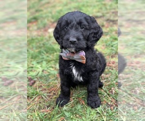 Goldendoodle Puppy for Sale in PORT ORCHARD, Washington USA