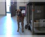 Small Labrador Retriever