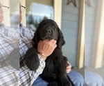 Small #2 Newfoundland