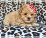 Small Photo #8 Poovanese Puppy For Sale in LAKELAND, FL, USA