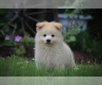 Small Photo #2 Pomimo Puppy For Sale in BLUFORD, IL, USA