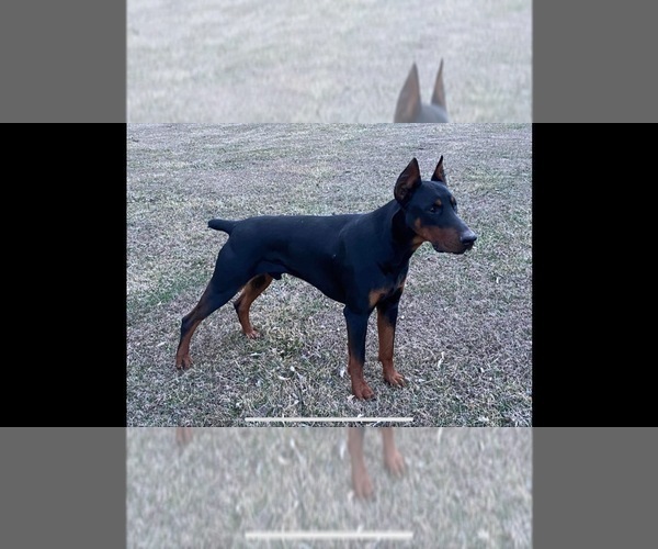 Medium Photo #1 Doberman Pinscher Puppy For Sale in BROOKFIELD, MO, USA