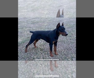 Father of the Doberman Pinscher puppies born on 03/07/2025
