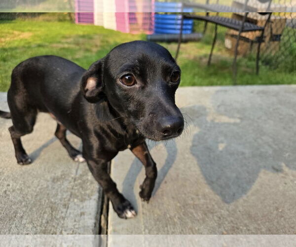 Medium Photo #3 Italian Greyhound-Unknown Mix Puppy For Sale in Arlington, WA, USA
