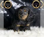 Puppy Beauty AKC Dachshund