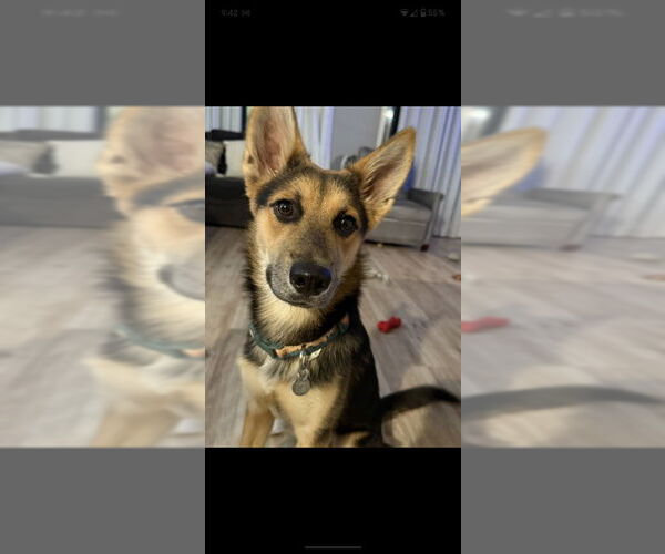 Medium Photo #6 German Shepherd Dog-Huskies  Mix Puppy For Sale in San Diego, CA, USA