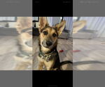 Small #5 German Shepherd Dog-Huskies  Mix