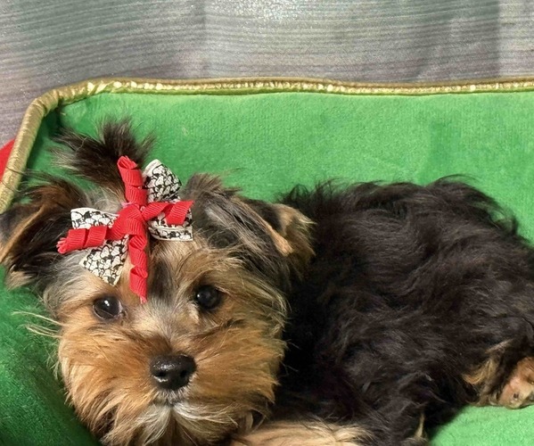 Medium Photo #2 Yorkshire Terrier Puppy For Sale in PEYTON, CO, USA