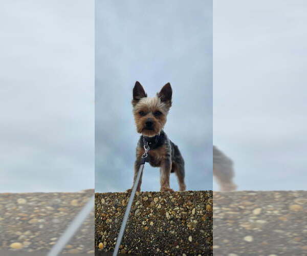 Medium Photo #1 Yorkshire Terrier Puppy For Sale in NILES, MI, USA