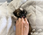 Small Photo #3 Shih Tzu Puppy For Sale in GILBERT, AZ, USA