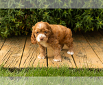Small Photo #13 Cocker Spaniel Puppy For Sale in NAPPANEE, IN, USA