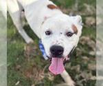 Small #1 American Pit Bull Terrier