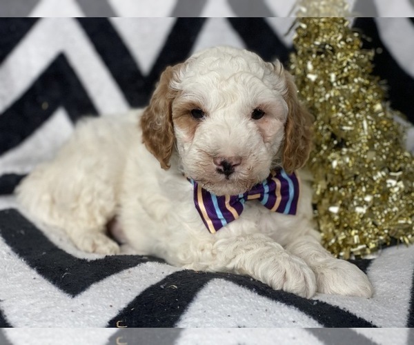 Medium Photo #1 Goldendoodle-Poodle (Miniature) Mix Puppy For Sale in CEDAR LANE, PA, USA